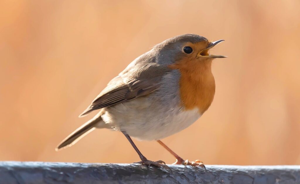 robin, free background, laptop wallpaper, windows wallpaper, cool backgrounds, bird, pen, nature background, nature, portrait, ornithology, background, wallpaper, 4k wallpaper, feather, singing bird, wallpaper 4k, hd wallpaper, beak, desktop backgrounds, beautiful nature, full hd wallpaper, singing, beautiful wallpaper, 4k wallpaper 1920x1080, free wallpaper, nature wallpaper, sound, wallpaper hd, music, mac wallpaper, cute